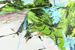 Pasture Canyon